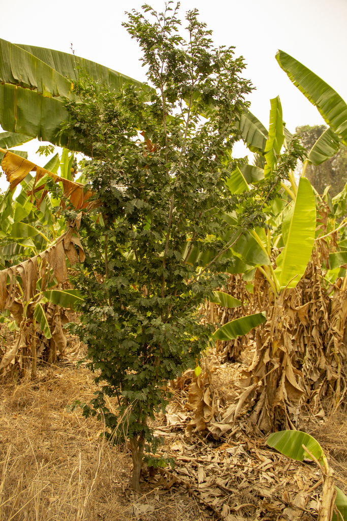 Talbotiella