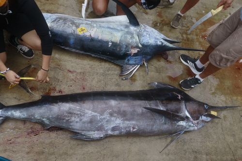 Atlantic blue marlin (Makaira nigricans) — Istiophoridae