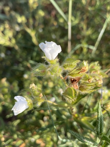 Avistamiento Estepa negra (Cistus monspeliensis)