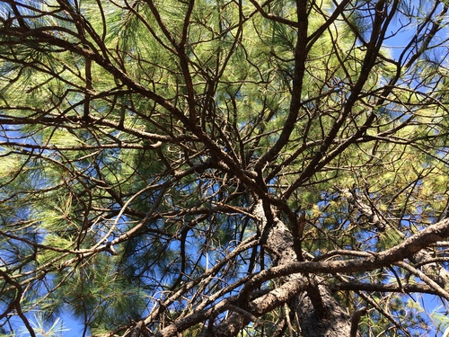 Durango pine