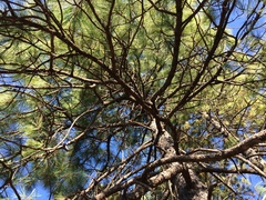 Pinus durangensis