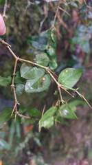 Damnacanthus indicus