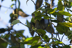 Chlorospingus semifuscus