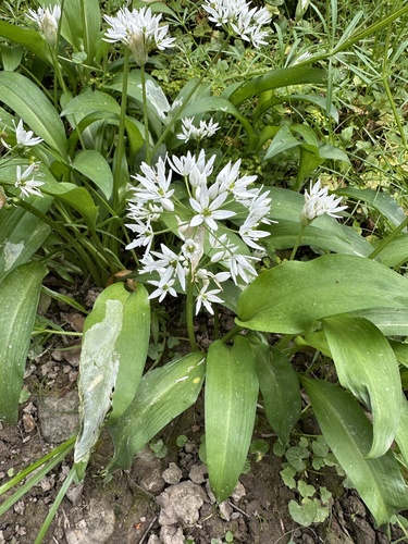Ramsons