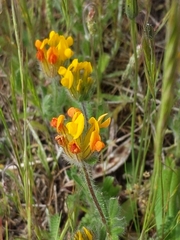 Anthyllis lotoides