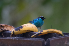 Chalcothraupis ruficervix