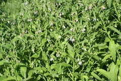 Symphytum asperum