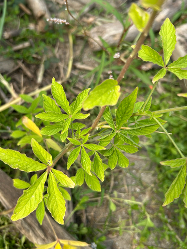 Planta araña (Cleome spinosa)