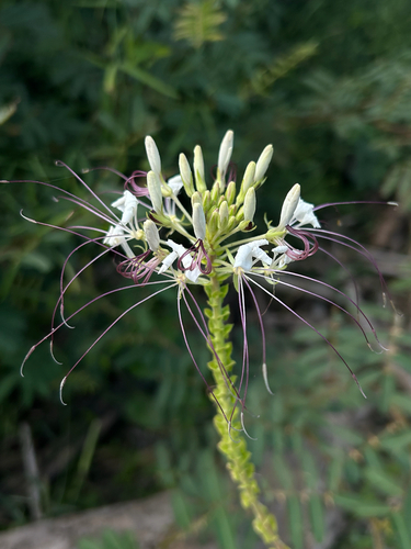 Spiny Spider-flower (Cleome spinosa)