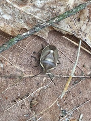 Chlorochroa pinicola