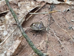 Chlorochroa pinicola
