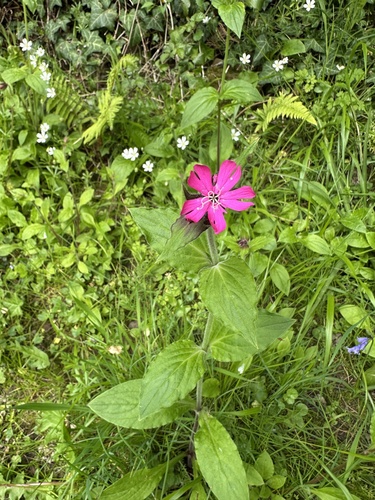 red campion