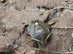 Chlorochroa pinicola