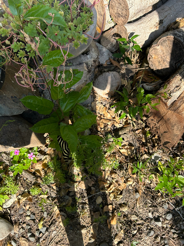 Zebra Longwing (Heliconius charithonia)