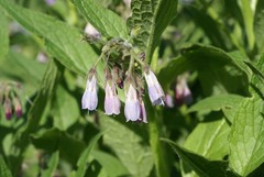 Symphytum asperum
