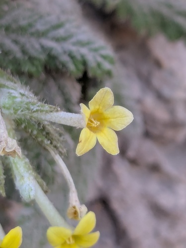 Dionysia mira