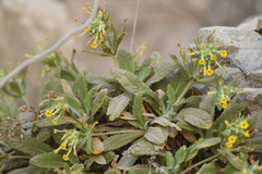 Dionysia mira, photograph Julien Renoult, CC BY, iNaturalist via GBIF