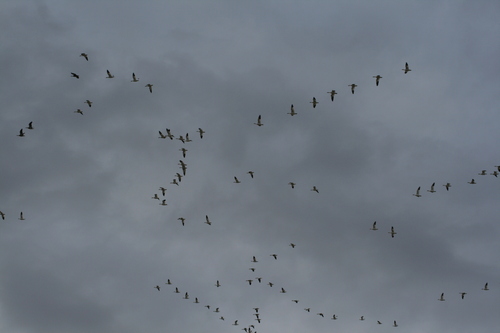 Snow Goose