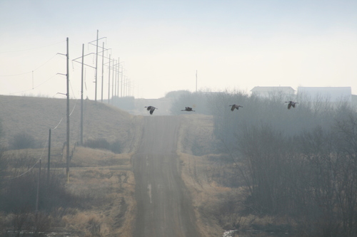 Sandhill Crane