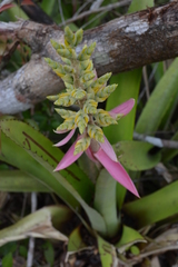 Aechmea stenosepala