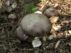 Stropharia rugosoannulata
