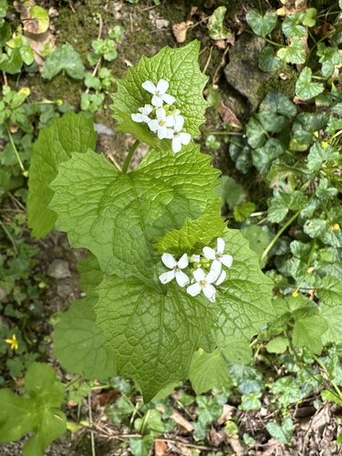 garlic mustard