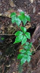 Tetrastigma obtectum