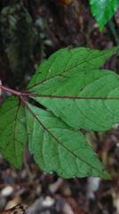 Tetrastigma obtectum