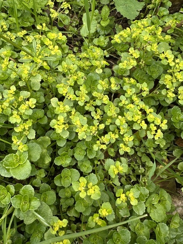 Opposite-leaved Golden-saxifrage