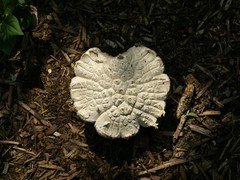 Stropharia rugosoannulata