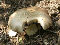 Stropharia rugosoannulata
