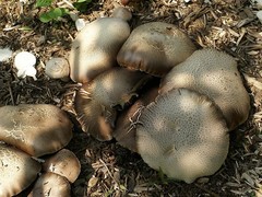 Stropharia rugosoannulata