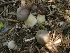 Stropharia rugosoannulata