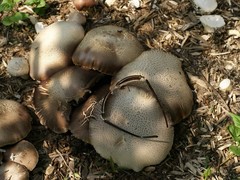 Stropharia rugosoannulata