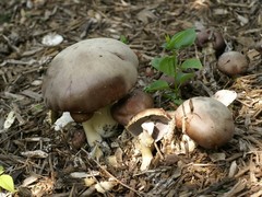 Stropharia rugosoannulata