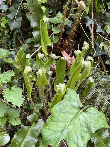 Hart's-tongue fern