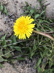 Taraxacum officinale