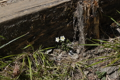 Gentiana flavomaculata