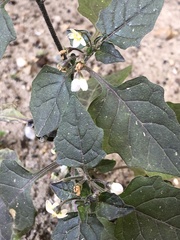 Solanum nigrum