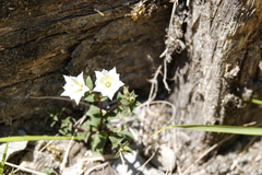 Gentiana flavomaculata