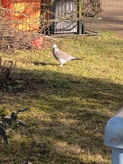 Columba palumbus