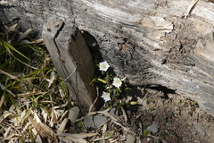 Gentiana flavomaculata