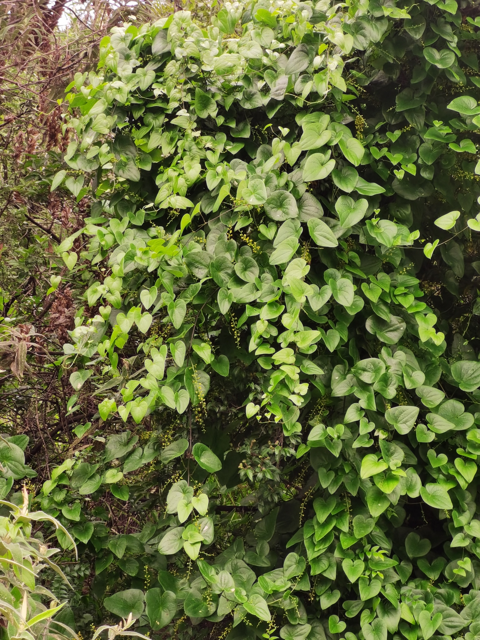 Imagem de Dioscorea sylvatica