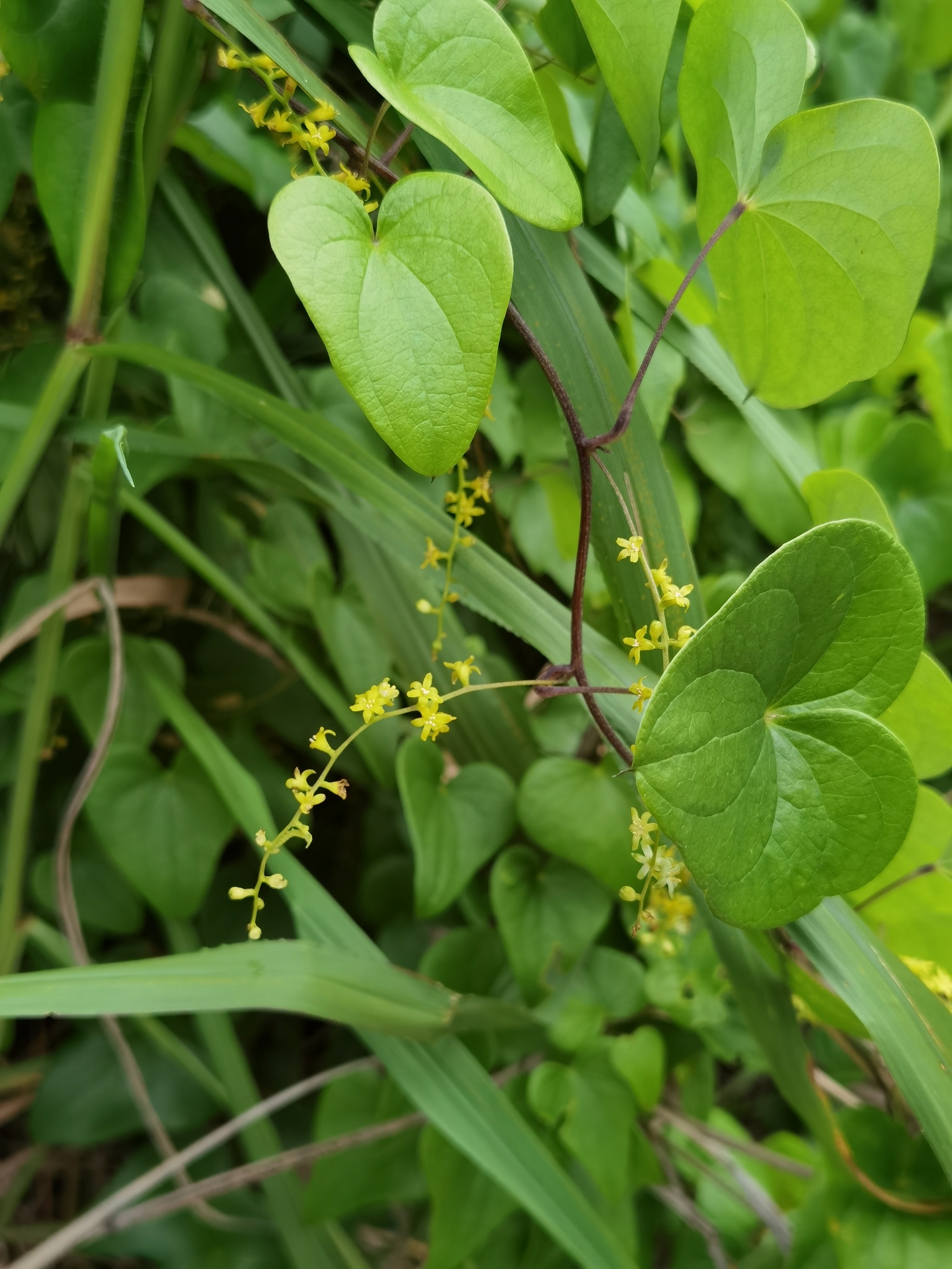Imagem de Dioscorea sylvatica