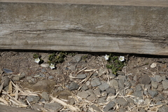 Gentiana flavomaculata