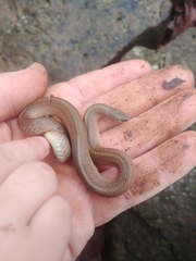 Virginia valeriae elegans