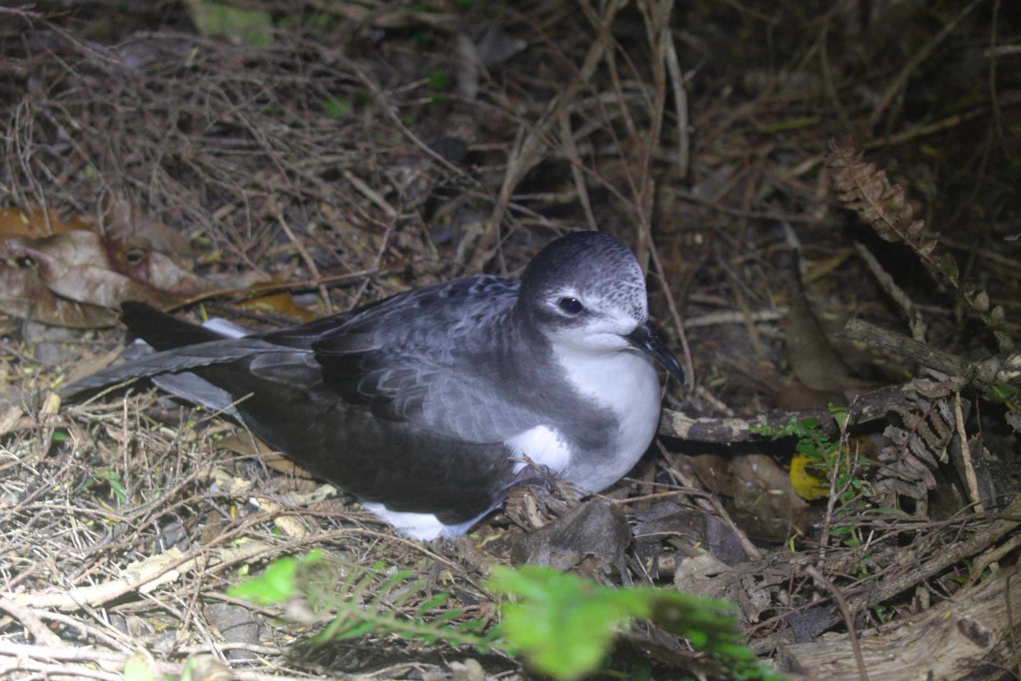 Pycroft's Petrel (Pterodroma pycrofti), photo 5