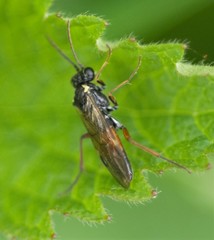 Aglaostigma aucupariae