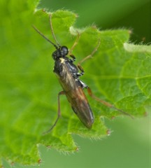 Aglaostigma aucupariae