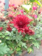 Chrysanthellum
